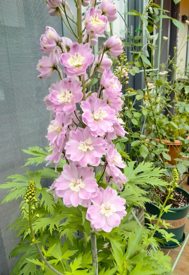 Delphinium Seeds🌸Suitable for autumn & winter
