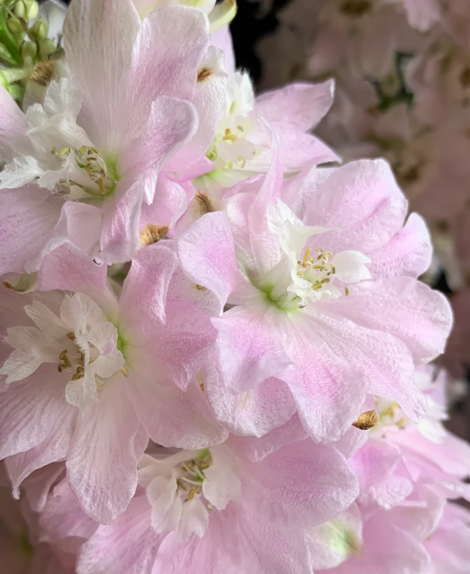 Delphinium Seeds🌸Suitable for autumn & winter