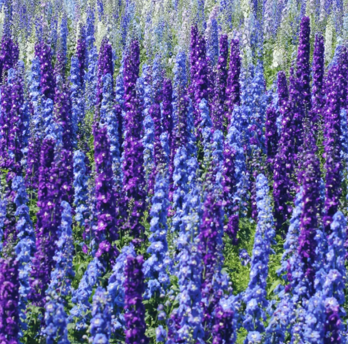 Delphinium Grandiflorum Seeds