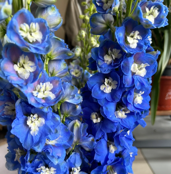Delphinium Grandiflorum Seeds