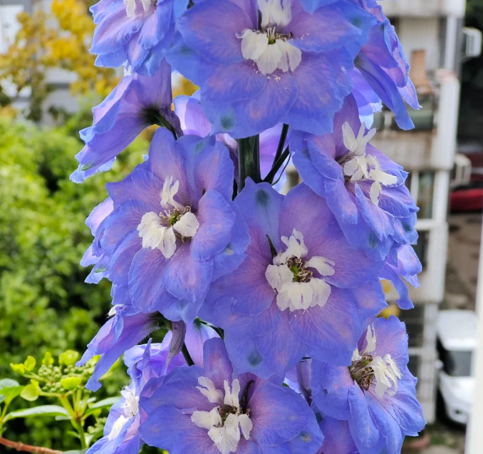 Delphinium Grandiflorum Seeds