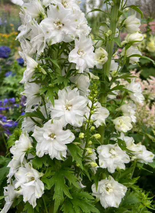 Delphinium Grandiflorum Seeds