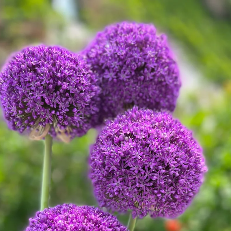 🏡Garden Giants🌸Allium giganteum Seeds🌱Easy to maintain