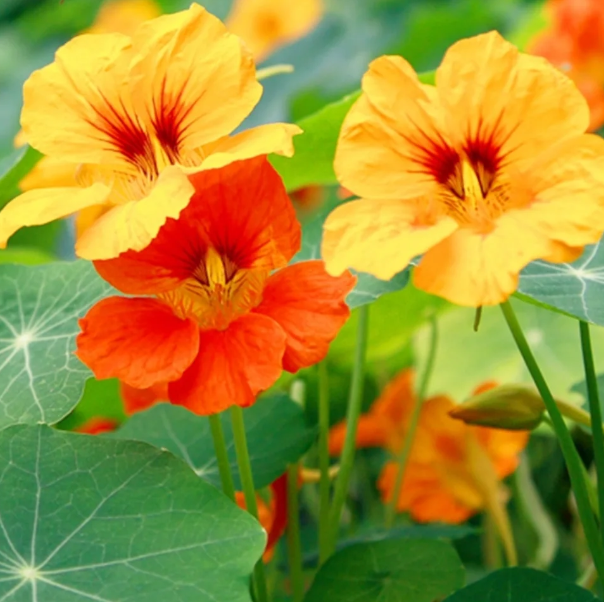 Nasturtium Seeds (Tall) - Mixed Colors