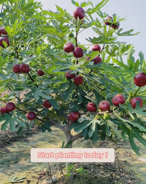 🍑Super Giant Fig Tree Seeds - The Sweetness of a Peach in Every Bite! 🌟