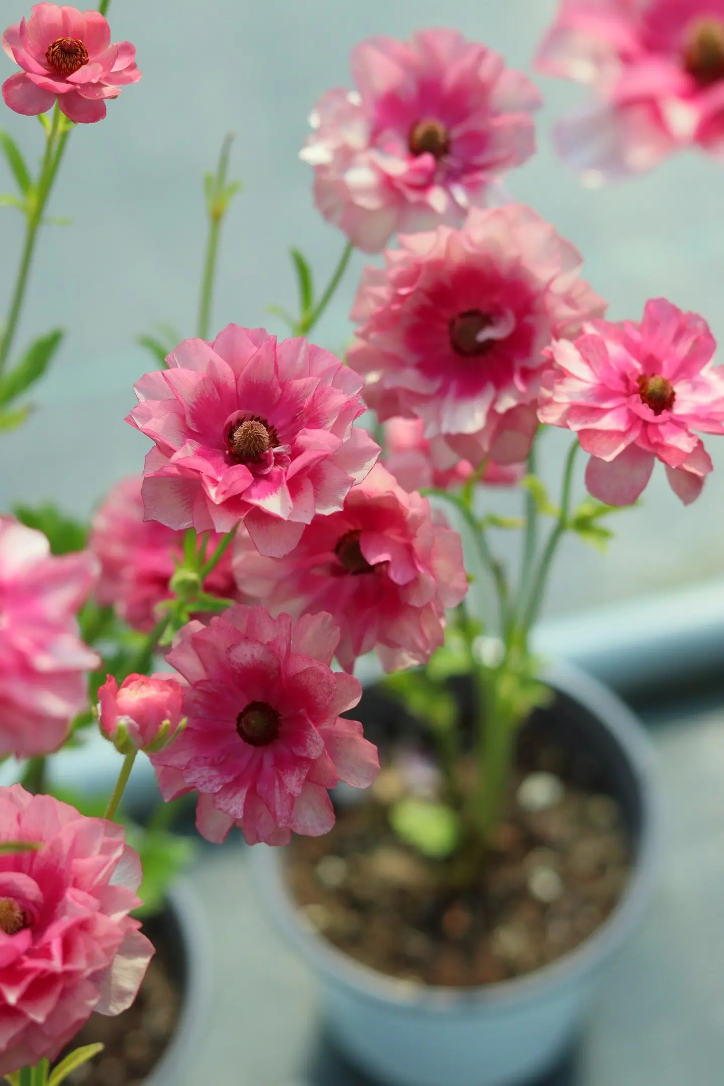 🌼 Enchanting Butterfly Ranunculus Seeds 🌼Perfect blend of magic and beauty!