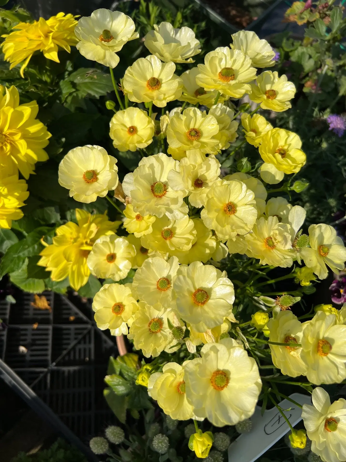 🌼 Enchanting Butterfly Ranunculus Seeds 🌼Perfect blend of magic and beauty!