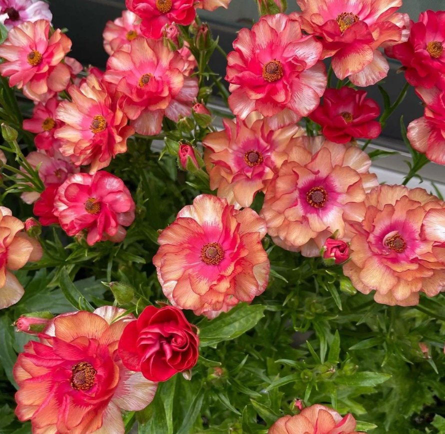 🌼 Enchanting Butterfly Ranunculus Seeds 🌼Perfect blend of magic and beauty!