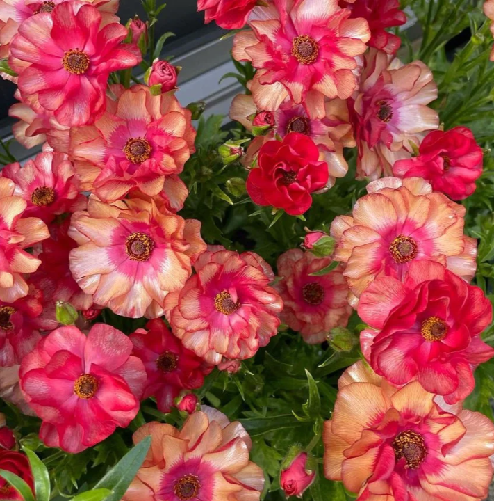 🌼 Enchanting Butterfly Ranunculus Seeds 🌼Perfect blend of magic and beauty!