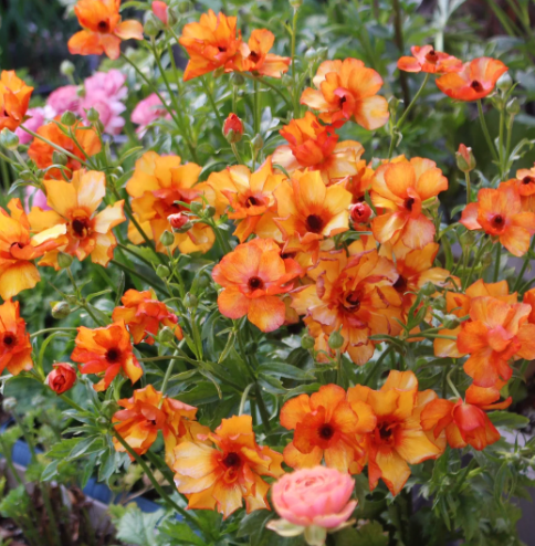 🌼 Enchanting Butterfly Ranunculus Seeds 🌼Perfect blend of magic and beauty!