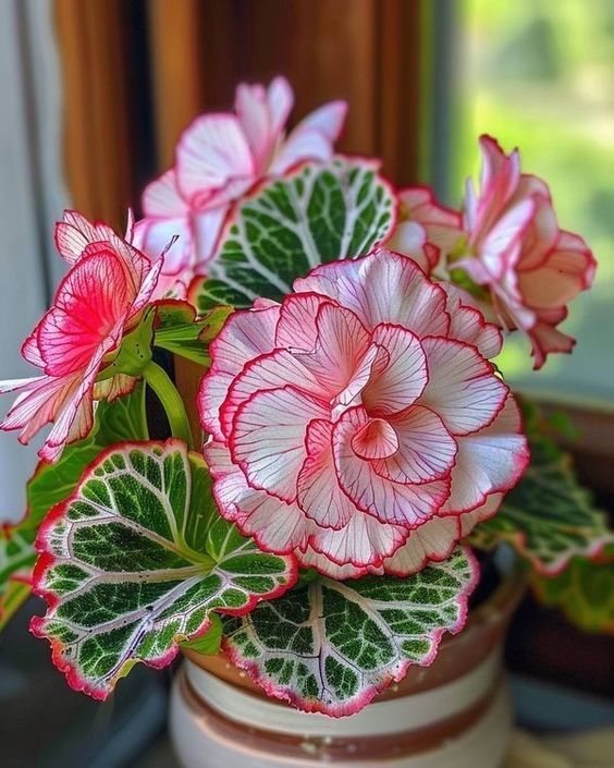 🌹 Rose-Shaped Begonia Seeds 🌹🌹