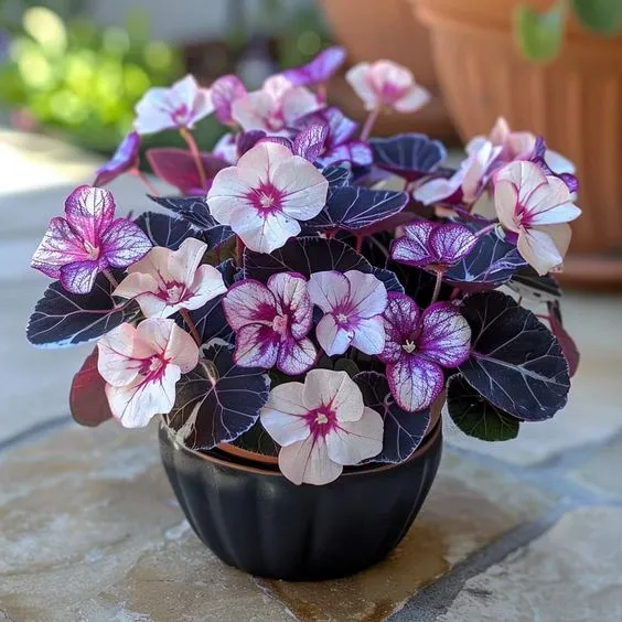 Rose-Shaped Begonia