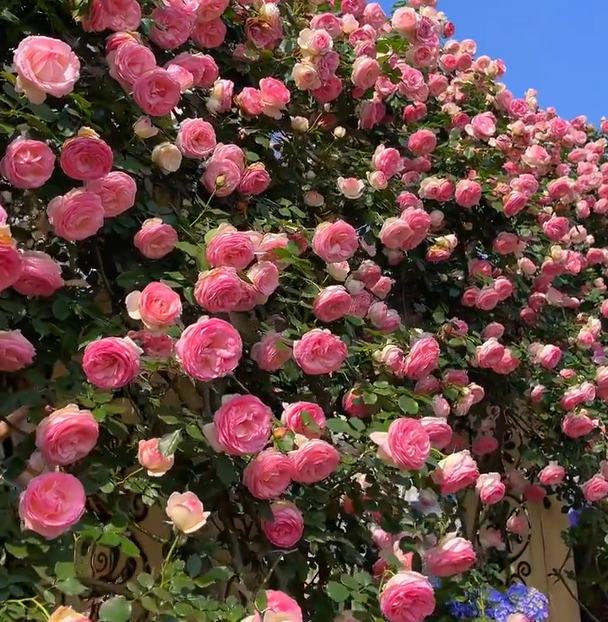 【 Repeat Blooming】🌹Climbing Rose Seeds - Luck Rises