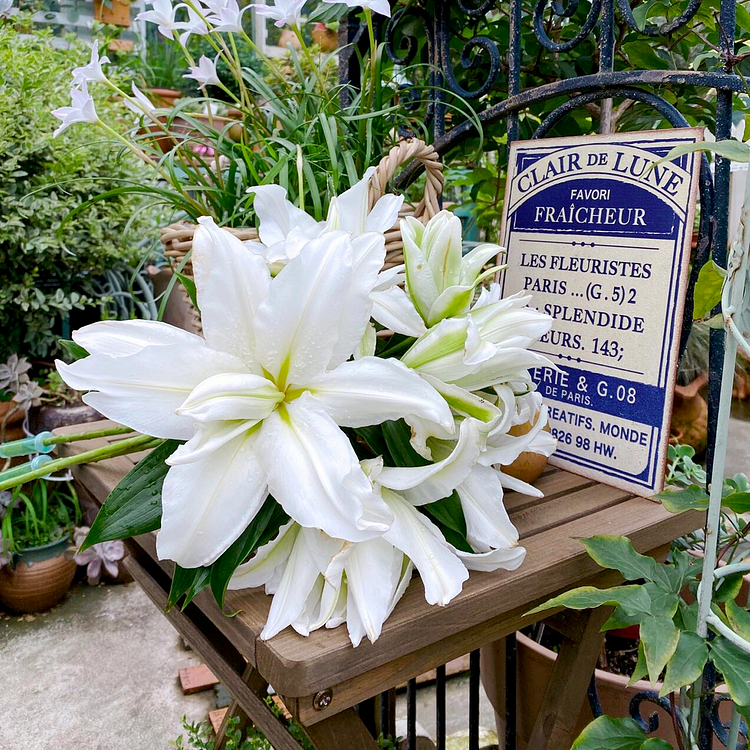 Lily Bulbs