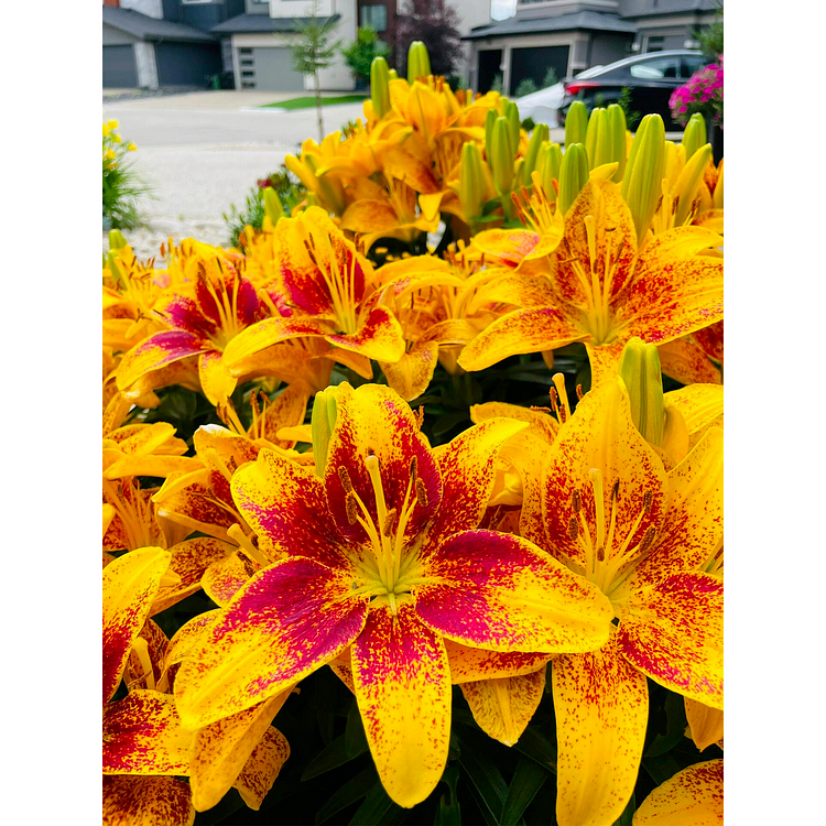 Lily Bulbs