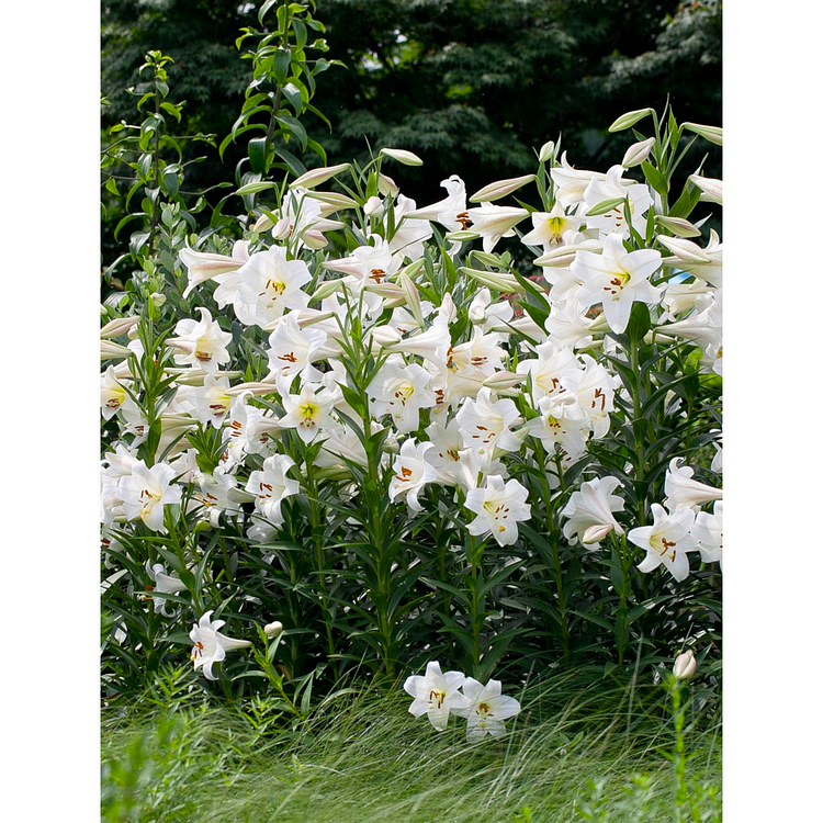 Lily Bulbs