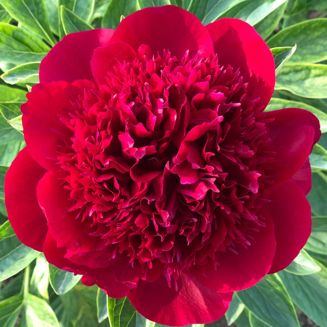Over 5 Colors-Colorful Chinese Peony Flower