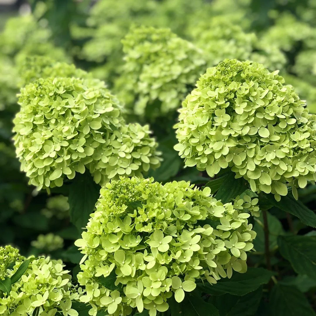 Strawberry Sundae Hydrangea