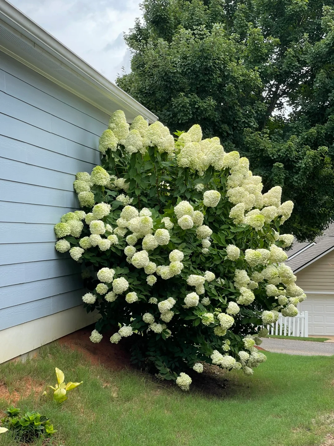 Strawberry Sundae Hydrangea