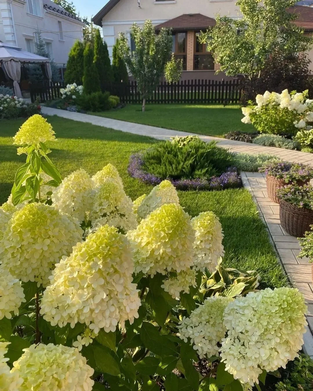 Strawberry Sundae Hydrangea