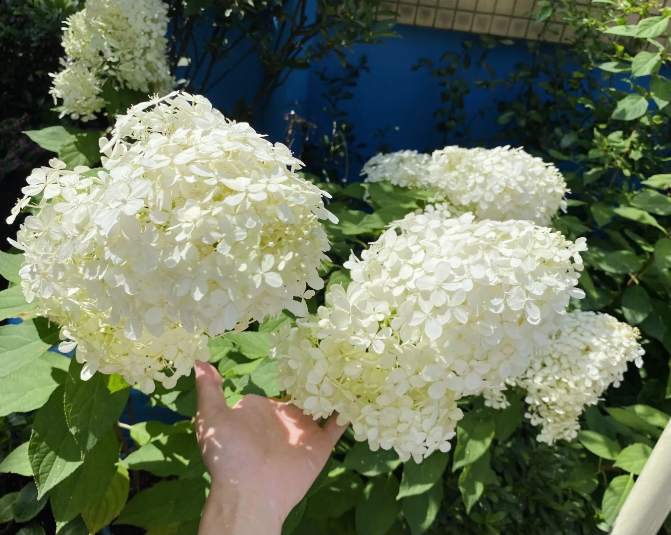Strawberry Sundae Hydrangea