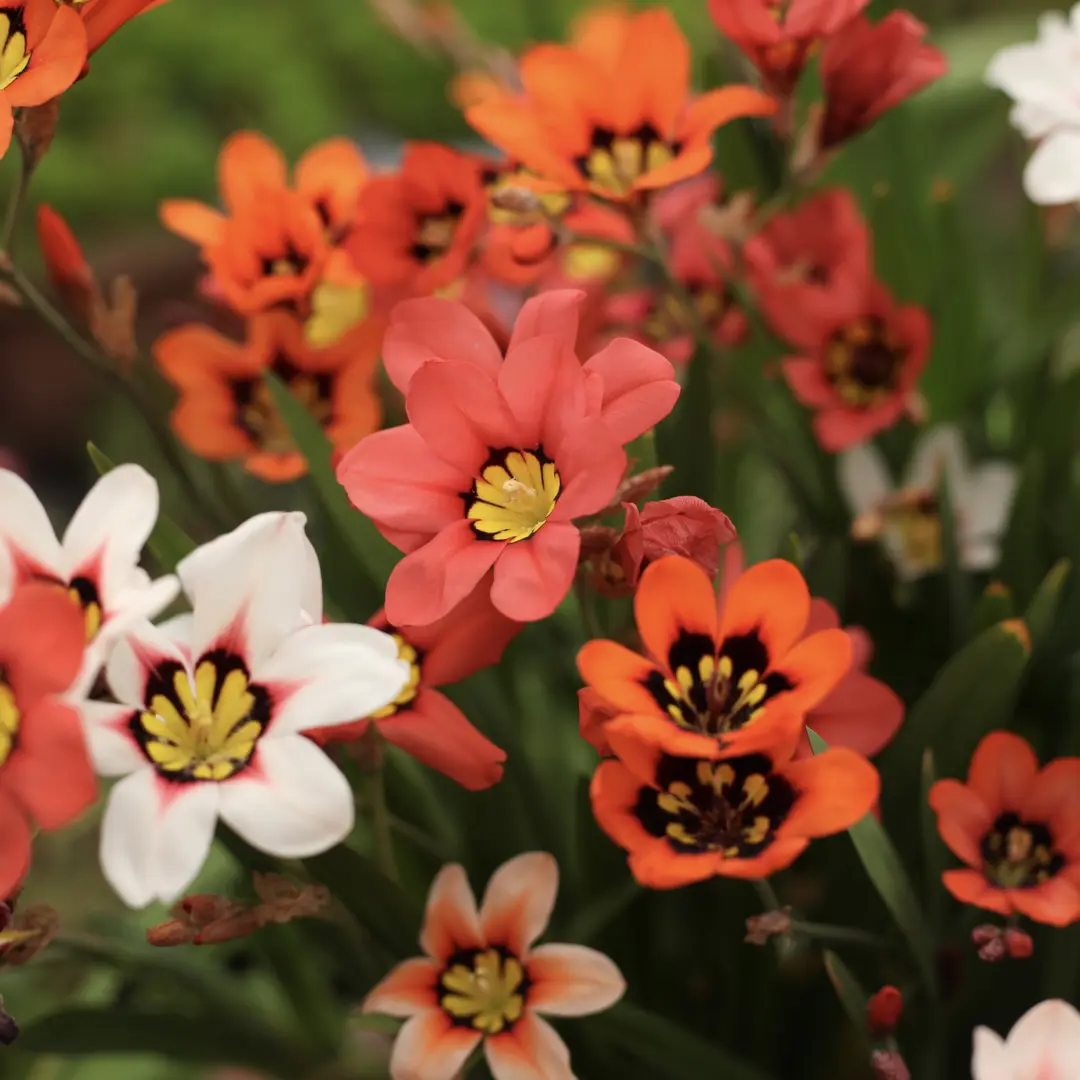 Enchant Your Garden with Geissorhiza Radians – The Stunning Tricolor Wandflower Bulb Collection