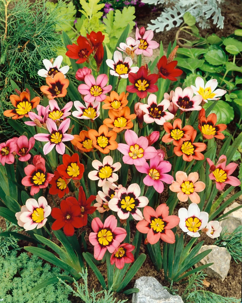 Enchant Your Garden with Geissorhiza Radians – The Stunning Tricolor Wandflower Bulb Collection