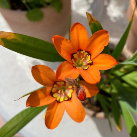 Enchant Your Garden with Geissorhiza Radians – The Stunning Tricolor Wandflower Bulb Collection