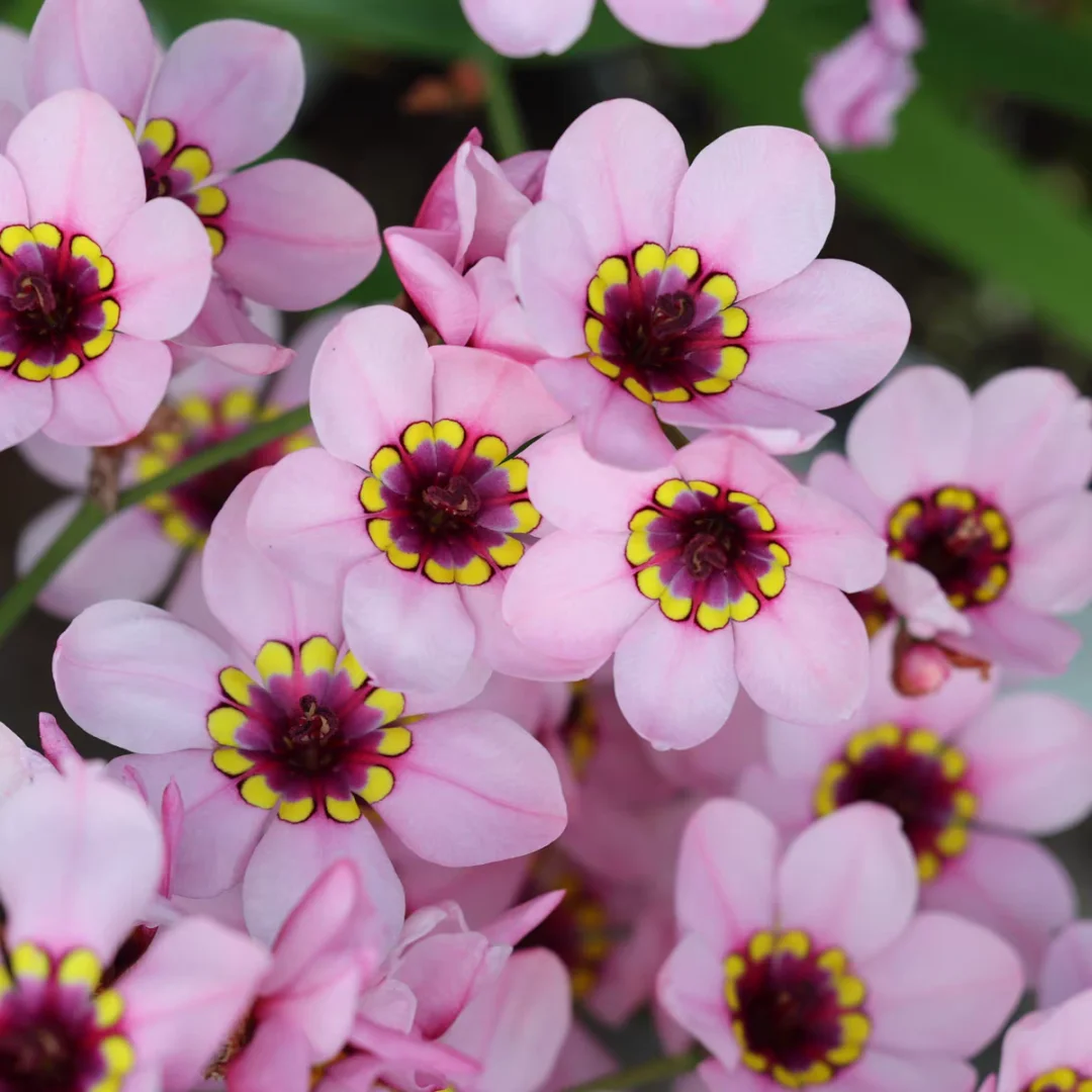 Enchant Your Garden with Geissorhiza Radians – The Stunning Tricolor Wandflower Bulb Collection
