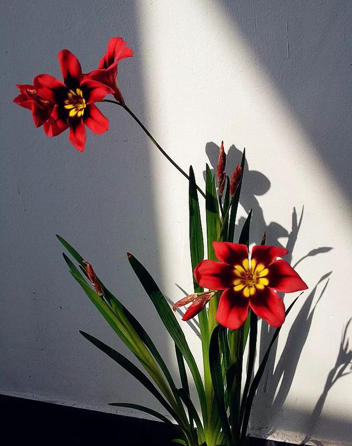 Enchant Your Garden with Geissorhiza Radians – The Stunning Tricolor Wandflower Bulb Collection