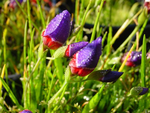 Enchant Your Garden with Geissorhiza Radians – The Stunning Tricolor Wandflower Bulb Collection