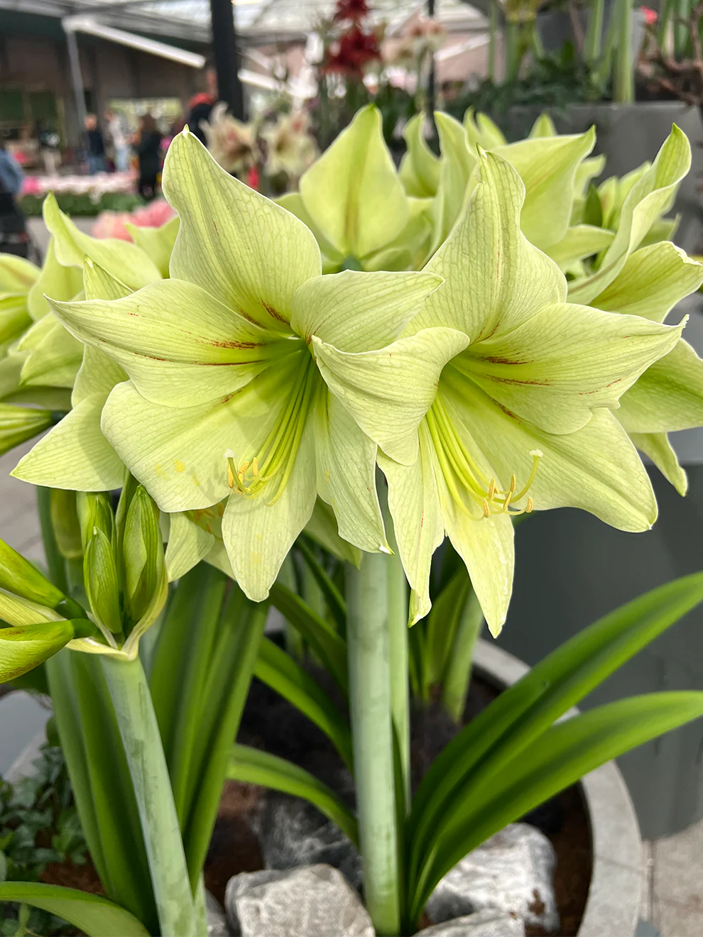🎉Hot Sale🌸Amaryllis Bulbs