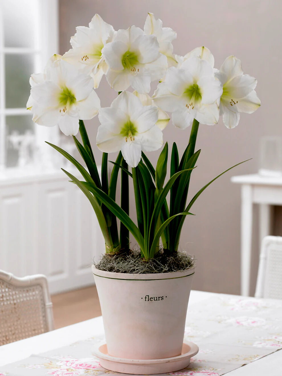 🎉Hot Sale🌸Amaryllis Bulbs