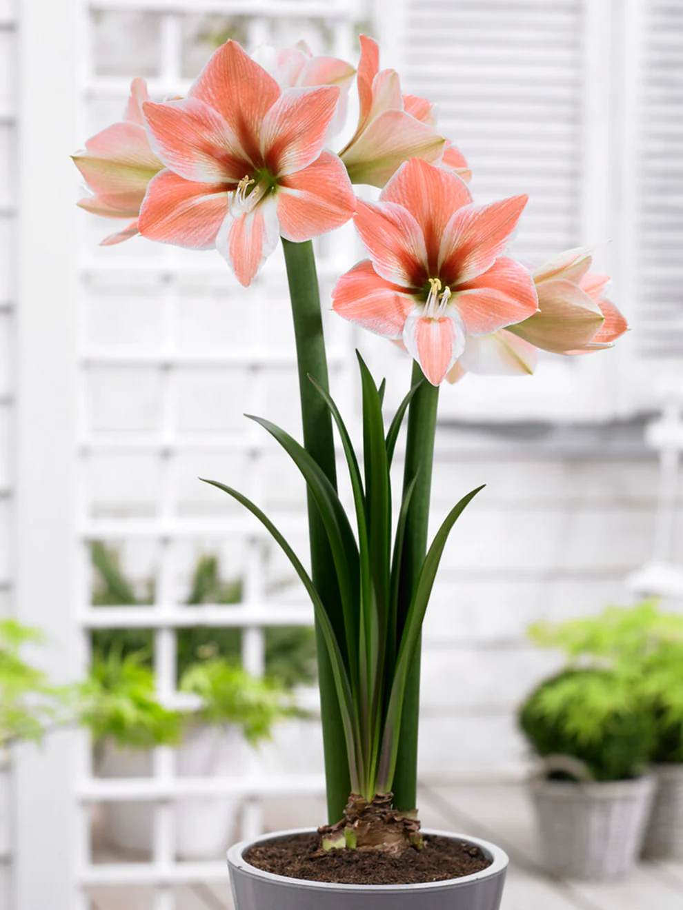 🎉Hot Sale🌸Amaryllis Bulbs