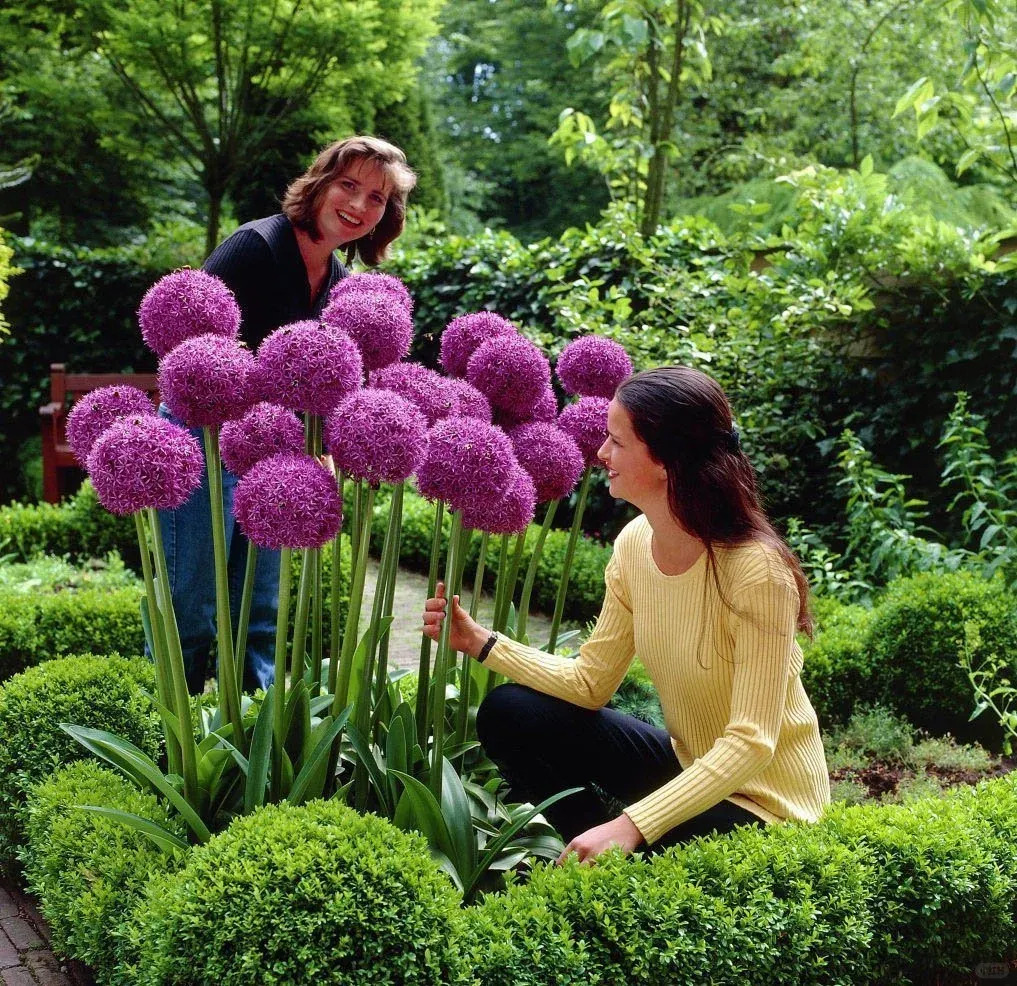 💐Garden Outdoor Giant Allium Giganteum Beautiful Flower Bulbs