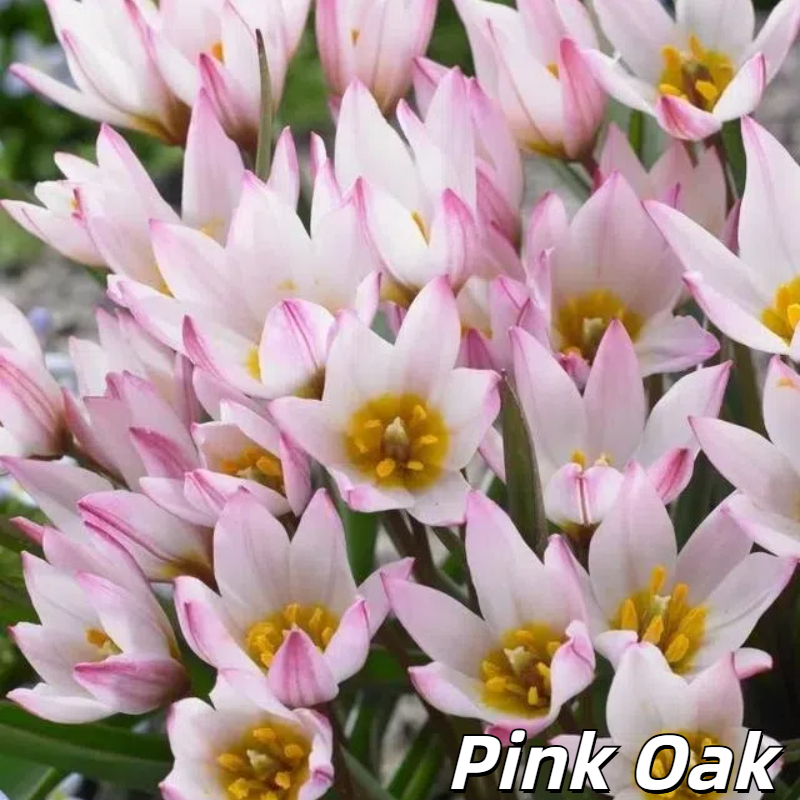 🌷 Botanical Tulip Bulbs🌷