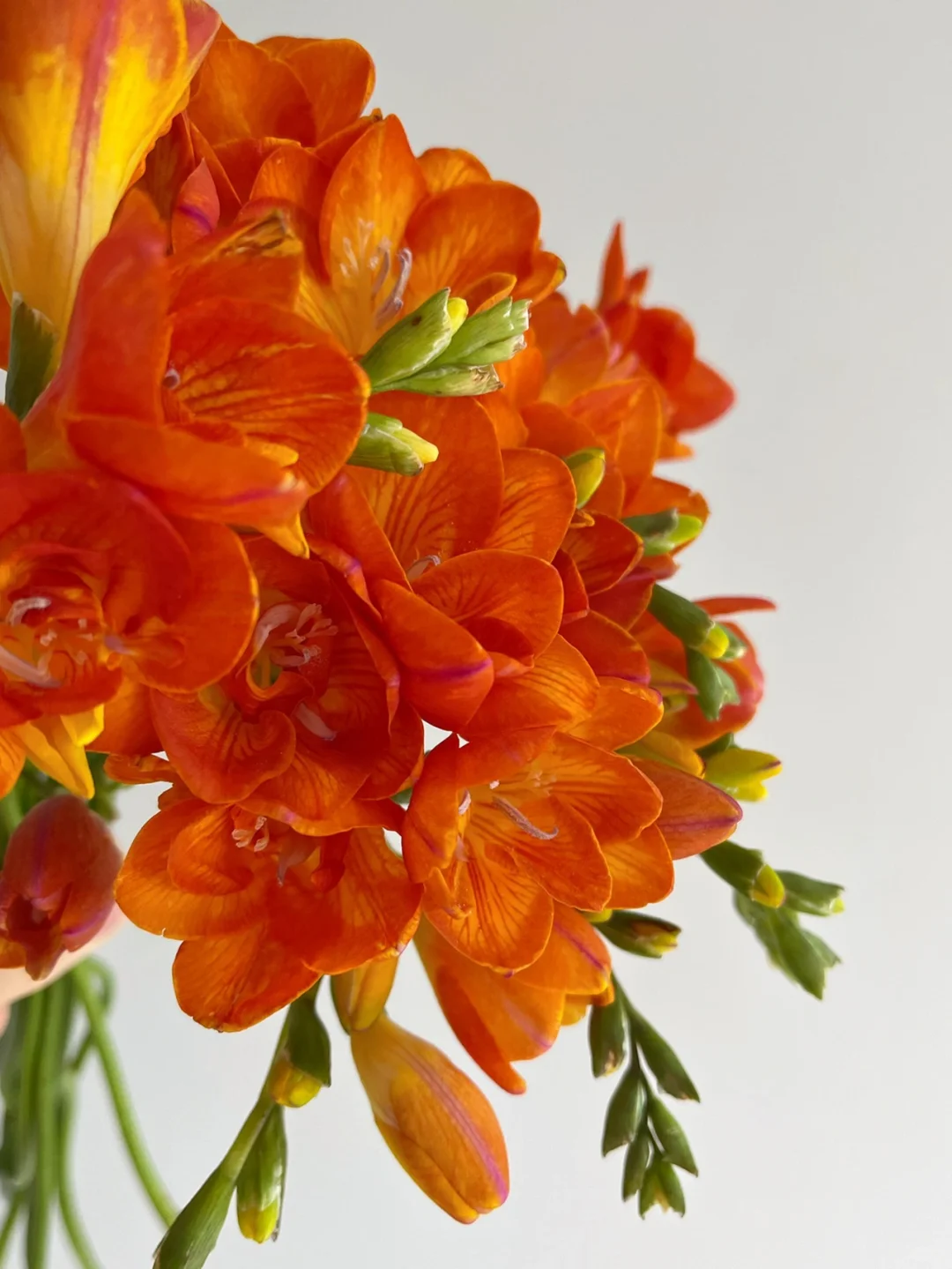 Freesia Bulbs-A Burst of Color & Fragrance! 🌸