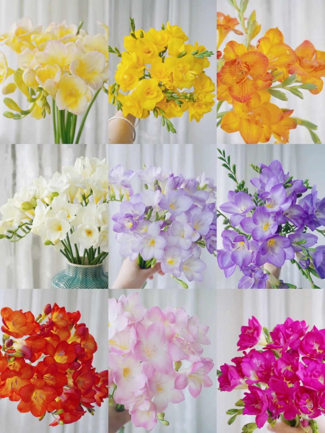 Freesia Bulbs-A Burst of Color & Fragrance! 🌸