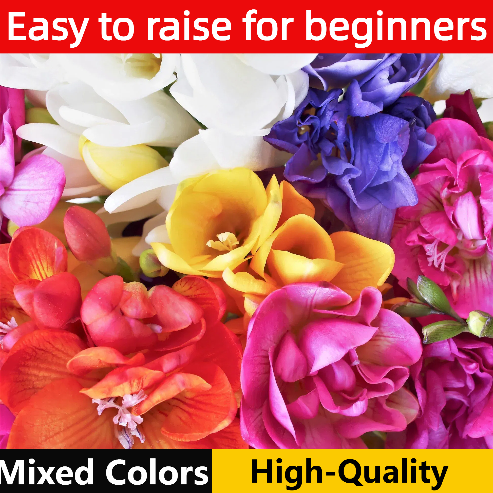 Freesia Bulbs-A Burst of Color & Fragrance! 🌸