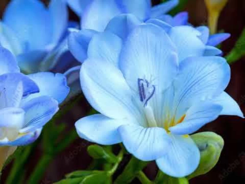 Freesia Bulbs-A Burst of Color & Fragrance! 🌸