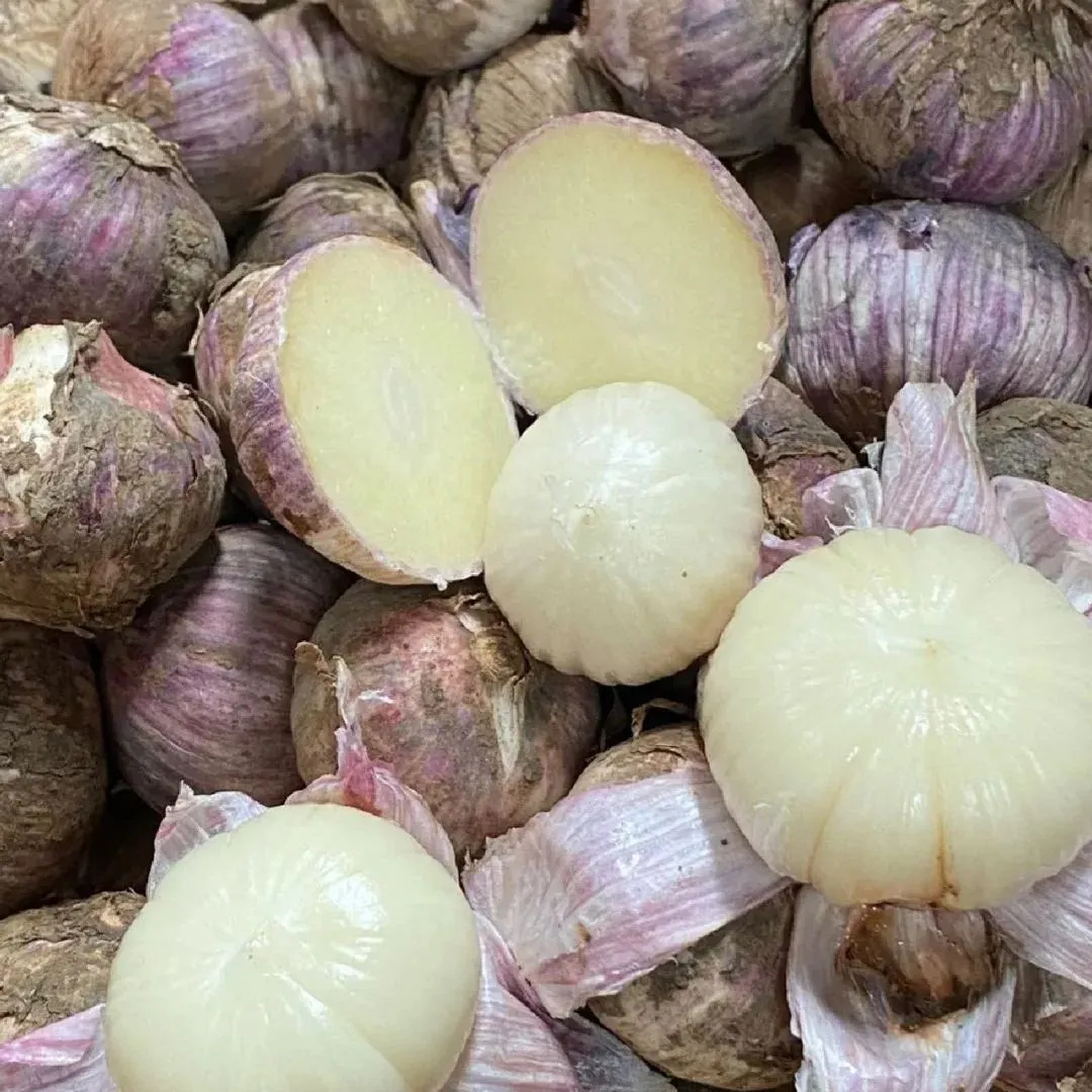 🧄Lila Knoblauch: Gesunde Zwiebeln ohne GVO