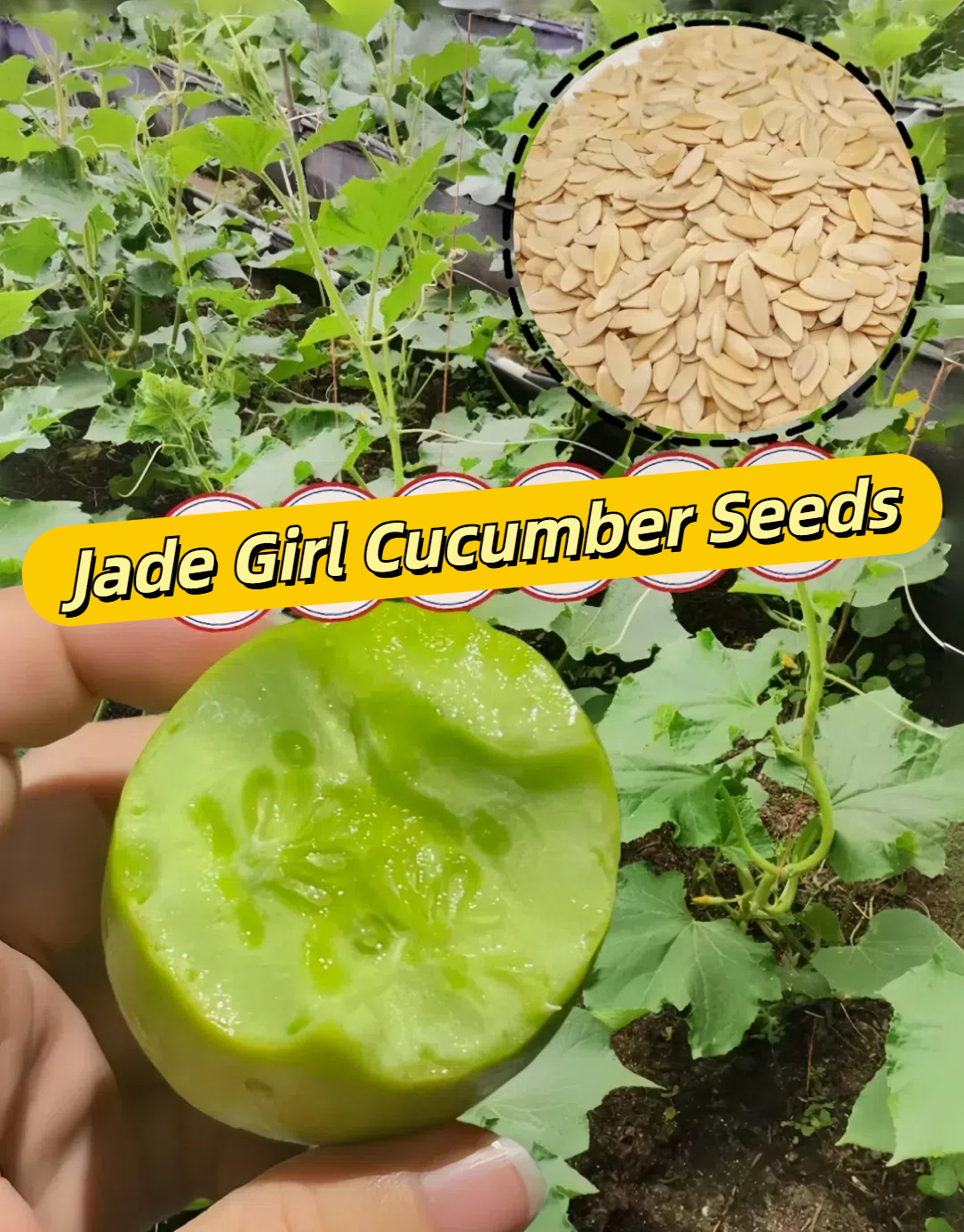 🥒Mini cucumber Seeds