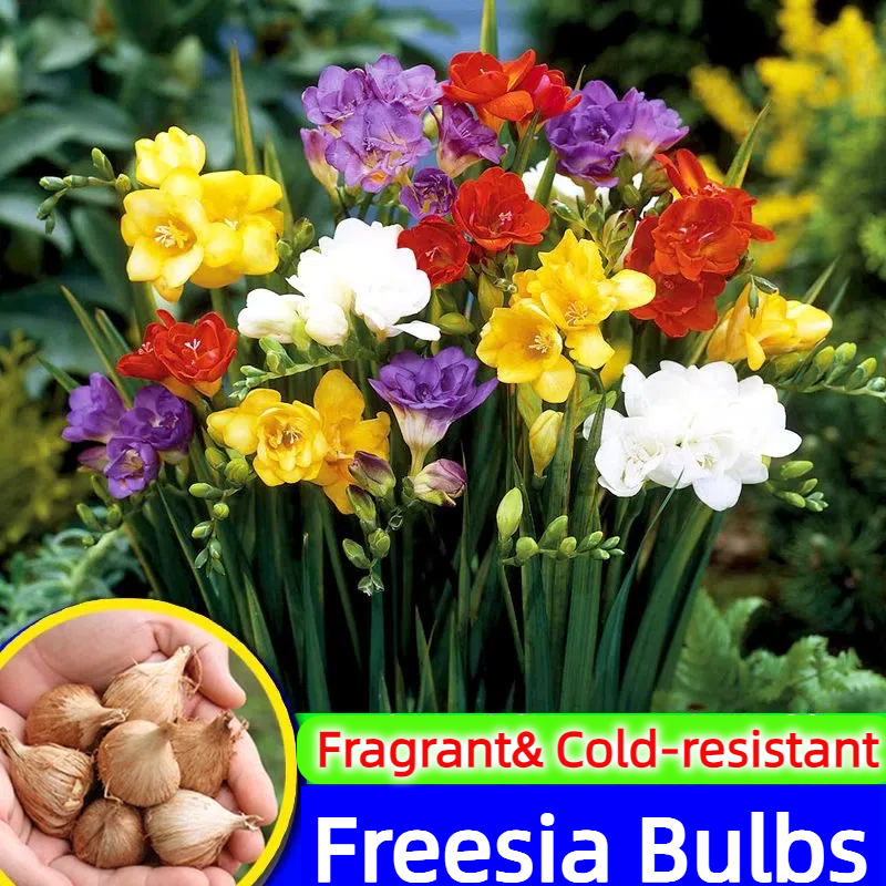 Freesia Bulbs-A Burst of Color & Fragrance! 🌸