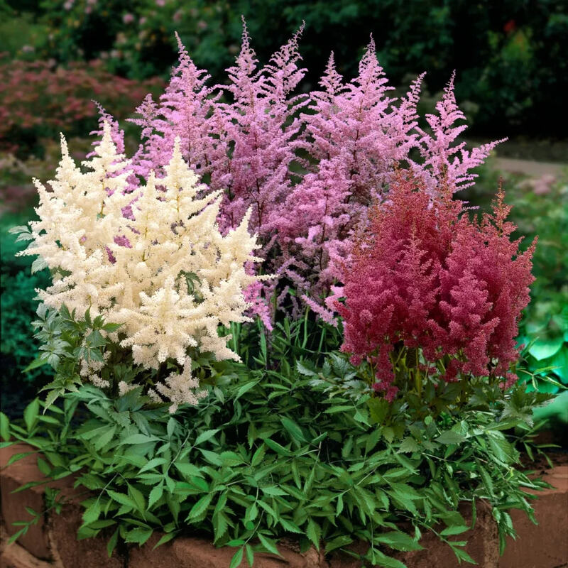 astilbe