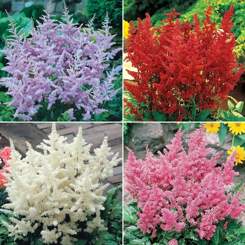 astilbe