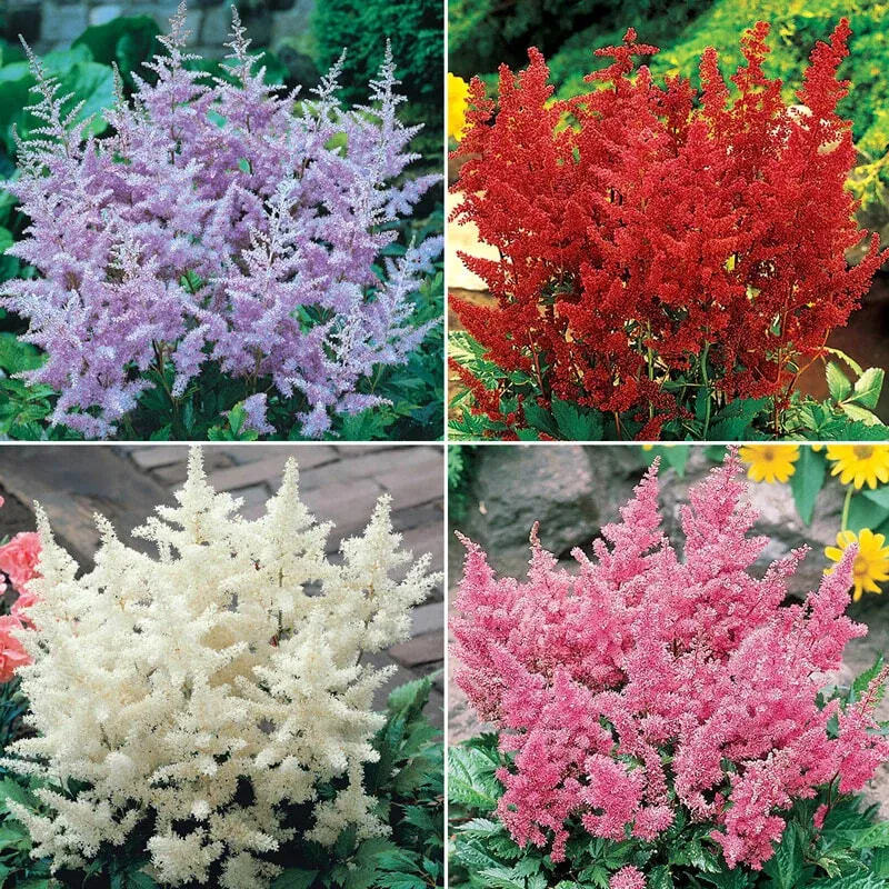 astilbe