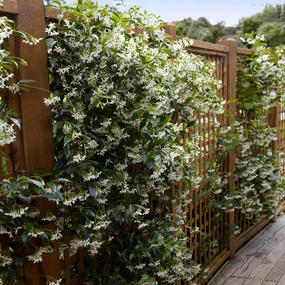 Jasmine Series🌾🤍Weeping Jasmine, Hanging Basket Jasmine, Potted Jasmine, Climbing Wall Jasmine