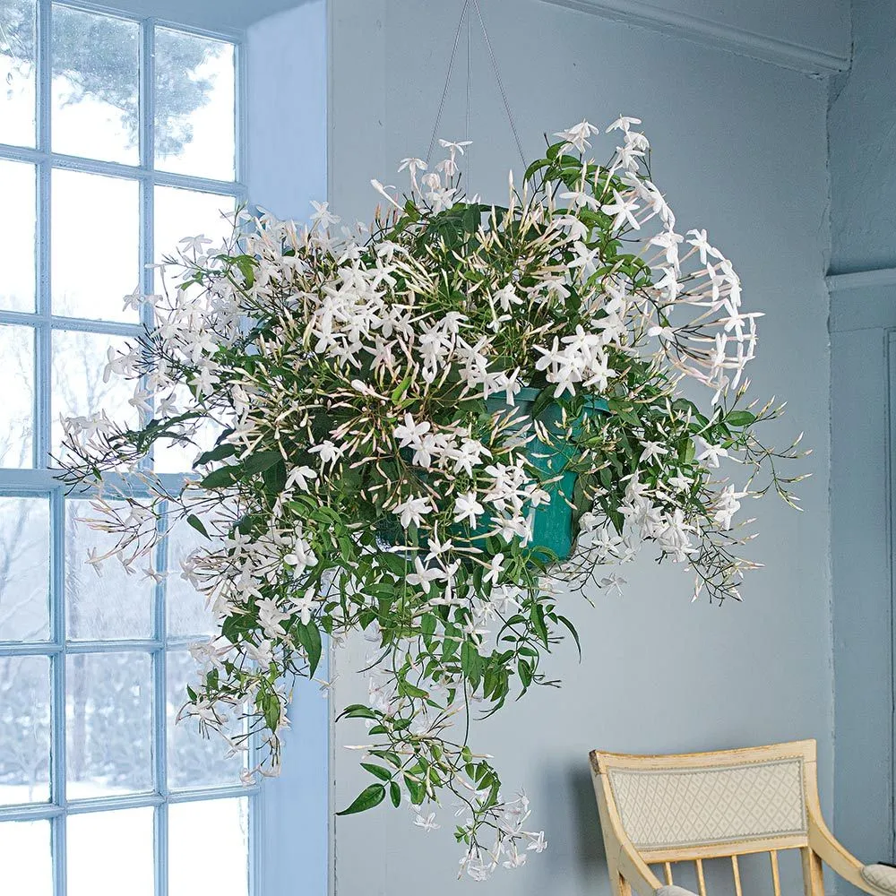 Jasmine Series🌾🤍Weeping Jasmine, Hanging Basket Jasmine, Potted Jasmine, Climbing Wall Jasmine