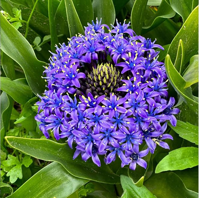 Azure Elegance: Scilla peruviana Bulbs🪴🌟