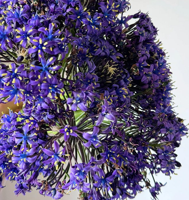 Azure Elegance: Scilla peruviana Bulbs🪴🌟